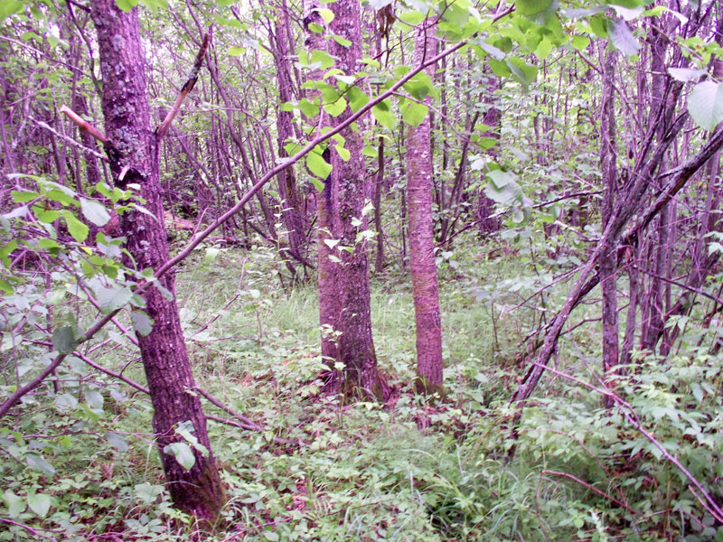 Tract 1 at Pine Island Ranch in Koochiching County, Minnesota
