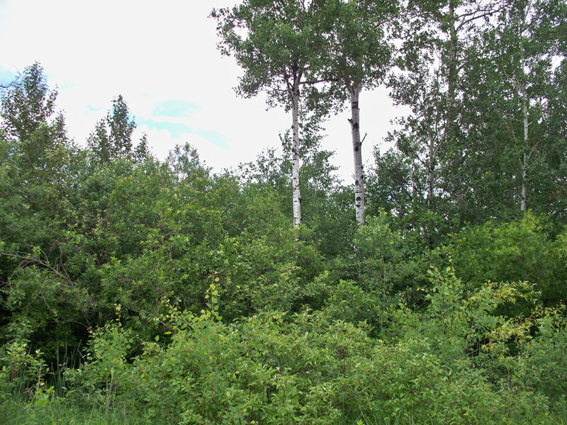Tract 2 at Pine Island Ranch in Koochiching County, Minnesota
