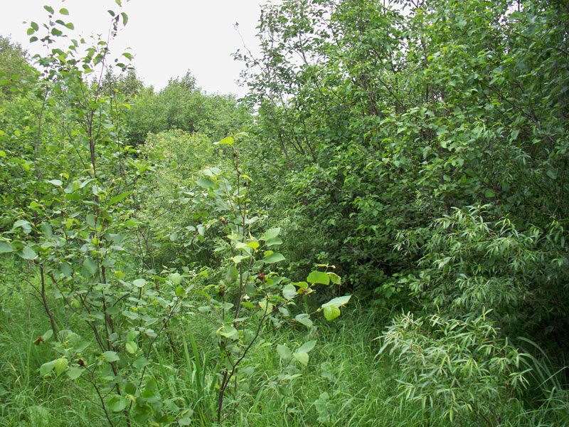 Tract 6 at Pine Island Ranch in Koochiching County, Minnesota